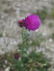 Cultivons la douceur en ce mois d'août