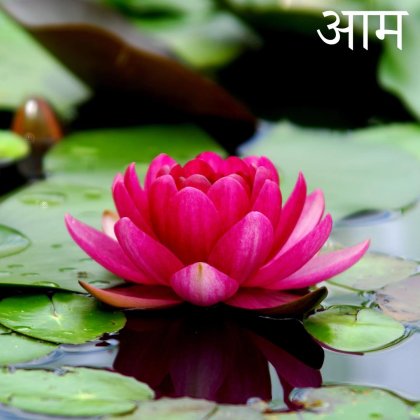  praticien.ne membre d'Ayurvedaen France