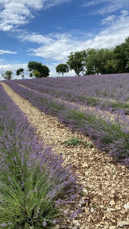  praticien.ne membre d'Ayurvedaen France